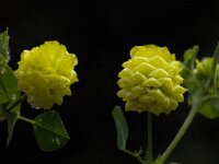 Trifolium campestre 18, Liggende klaver, Saxifraga-Willem van Kruijsbergen