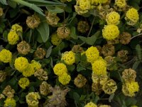Trifolium campestre 19, Liggende klaver, Saxifraga-Willem van Kruijsbergen
