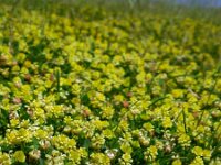 Trifolium campestre 20, Liggende klaver, Saxifraga-Ed Stikvoort