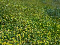 Trifolium campestre 21, Liggende klaver, Saxifraga-Ed Stikvoort