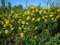 Trifolium campestre 22, Liggende klaver, Saxifraga-Ed Stikvoort