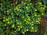 Trifolium campestre 24, Liggende klaver, Saxifraga-Ed Stikvoort