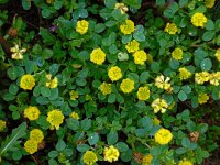 Trifolium campestre 25, Liggende klaver, Saxifraga-Ed Stikvoort