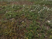 Trifolium campestre 28, Liggende klaver, Saxifraga-Hans Boll