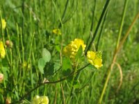 Trifolium campestre 29, Liggende klaver, Saxifraga-Ruteger Barendse