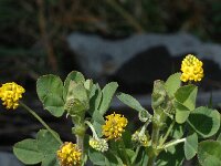 Trifolium campestre 3, Liggende klaver, Saxifraga-Marijke Verhagen
