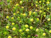Trifolium campestre 31, Liggende klaver, Saxifraga-Ruteger Barendse