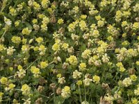 Trifolium campestre 36, Liggende klaver, Saxifraga-Willem van Kruijsbergen