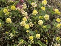 Trifolium campestre 37, Liggende klaver, Saxifraga-Willem van Kruijsbergen