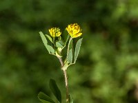 Trifolium campestre 38, Liggende klaver, Saxifraga-Jan van der Straaten