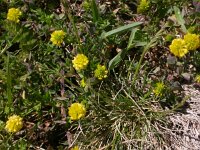 Trifolium campestre 4, Liggende klaver, Saxifraga-Peter Meininger