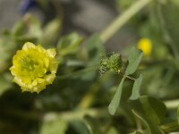 Trifolium campestre 6, Liggende klaver, Saxifraga-Jan van der Straaten