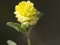 Trifolium campestre 7, Liggende klaver, Saxifraga-Jan van der Straaten