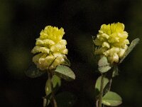 Trifolium campestre 8, Liggende klaver, Saxifraga-Willem van Kruijsbergen