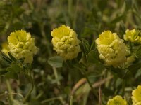 Trifolium campestre 9, Liggende klaver, Saxifraga-Willem van Kruijsbergen