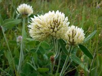 Trifolium canescens 2, Saxifraga-Ed Stikvoort