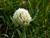Trifolium canescens 3, Saxifraga-Ed Stikvoort