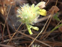 Trifolium cherleri 2, Saxifraga-Rutger Barendse