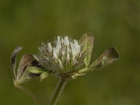 Trifolium cherleri 3, Saxifraga-Jan van der Straaten