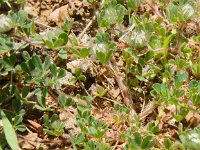 Trifolium cherleri 6, Saxifraga-Peter Meininger