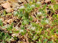 Trifolium cherleri 7, Saxifraga-Peter Meininger