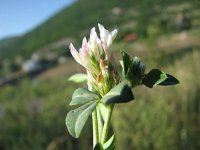 Trifolium dalmaticum 1, Saxifraga-Jasenka Topic
