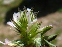 Trifolium dalmaticum 2, Saxifraga-Jasenka Topic