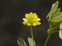 Trifolium dubium 1, Kleine klaver, Saxifraga-Jan van der Straaten