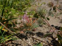 Trifolium hirtum 1, Saxifraga-Ed Stikvoort