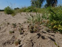 Trifolium hirtum 4, Saxifraga-Ed Stikvoort