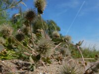 Trifolium hirtum 5, Saxifraga-Ed Stikvoort