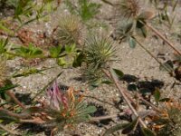 Trifolium hirtum 6, Saxifraga-Ed Stikvoort
