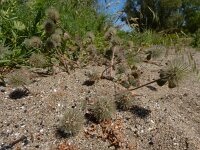 Trifolium hirtum 7, Saxifraga-Ed Stikvoort