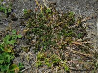 Trifolium micranthum 1, Draadklaver, Saxifraga-Ed Stikvoort