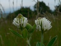 Trifolium montanum 11, Saxifraga-Jan Willem Jongepier