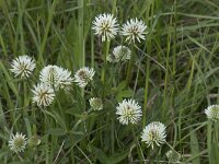 Trifolium montanum 34, Saxifraga-Willem van Kruijsbergen