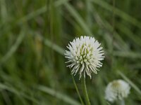 Trifolium montanum 36, Saxifraga-Willem van Kruijsbergen