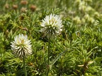 Trifolium montanum ssp montanum 12, Saxifraga-Willem van Kruijsbergen