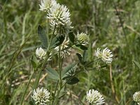 Trifolium montanum ssp montanum 17, Saxifraga-Willem van Kruijsbergen