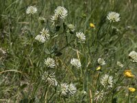 Trifolium montanum ssp montanum 18, Saxifraga-Willem van Kruijsbergen