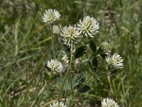 Trifolium montanum ssp montanum 19, Saxifraga-Willem van Kruijsbergen