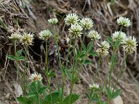 Trifolium montanum ssp montanum 7, Saxifraga-Willem van Kruijsbergen