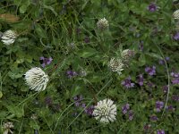 Trifolium montanum ssp montanum 8, Saxifraga-Willem van Kruijsbergen