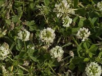 Trifolium nigrescens