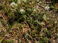 Trifolium nigrescens 10, Saxifraga-Ed Stikvoort