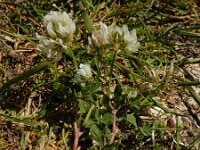 Trifolium nigrescens 11, Saxifraga-Ed Stikvoort