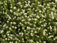 Trifolium nigrescens 2, Saxifraga-Jan van der Straaten