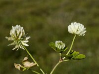 Trifolium nigrescens 3, Saxifraga-Jan van der Straaten