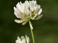 Trifolium nigrescens 4, Saxifraga-Jan van der Straaten