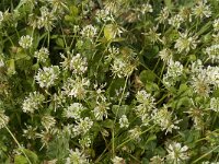Trifolium nigrescens 5, Saxifraga-Jan van der Straaten